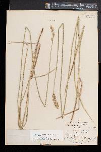 Carex argyrantha image