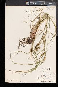 Carex baileyi image