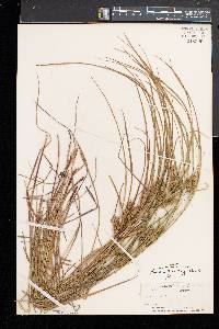 Carex baileyi image