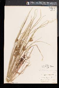 Carex baileyi image