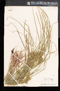 Carex baileyi image