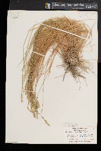 Carex bromoides image