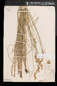 Carex brevior image