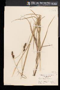 Carex bushii image