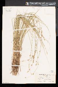 Carex canescens var. disjuncta image