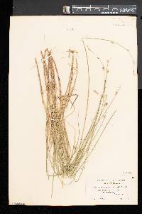 Carex canescens var. disjuncta image