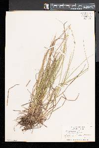 Carex canescens var. disjuncta image