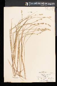 Carex canescens var. disjuncta image