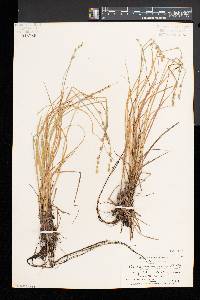 Carex canescens var. disjuncta image