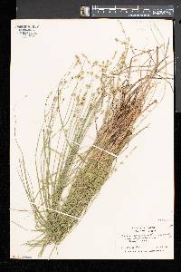 Carex canescens var. disjuncta image