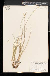 Carex canescens var. disjuncta image