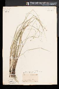 Carex canescens var. disjuncta image