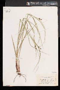 Carex caroliniana image