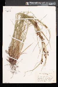 Carex caroliniana image