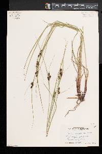 Carex caroliniana image