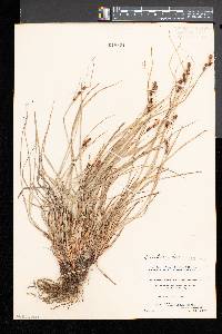 Carex caroliniana image