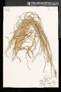 Carex cephaloidea image