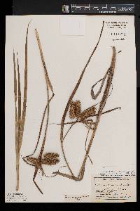 Carex comosa image