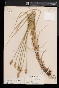 Carex cumulata image