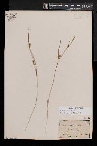 Carex conoidea image