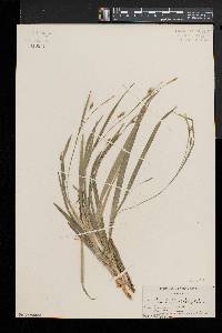 Carex laxiculmis image