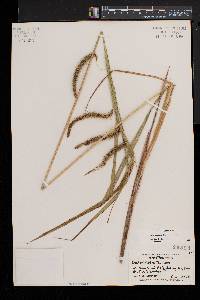 Carex crinita var. crinita image