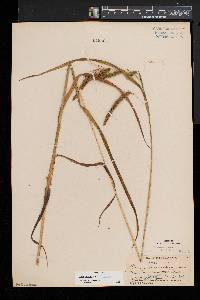 Carex crinita var. crinita image