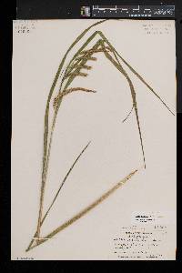 Carex crinita var. crinita image