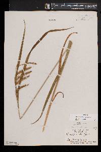 Carex crinita var. crinita image