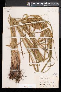 Carex crinita var. crinita image