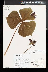 Trillium erectum image