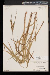 Carex gynandra image