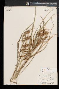 Carex gynandra image