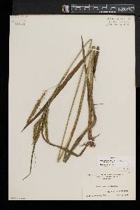 Carex gynandra image