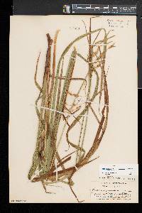 Carex gynandra image