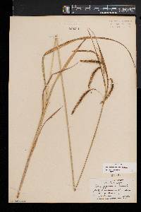 Carex crinita var. crinita image