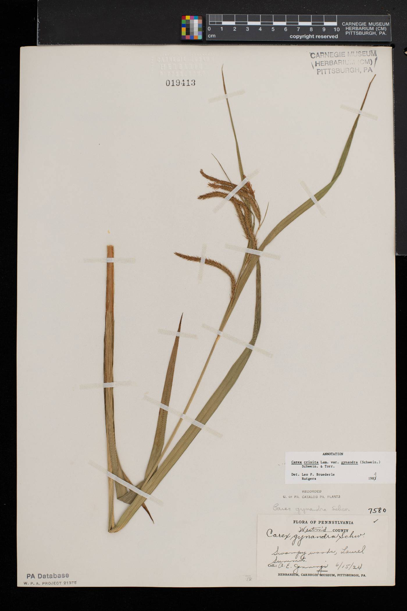 Carex gynandra image