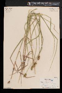 Carex cristatella image