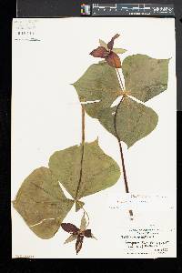 Trillium erectum image