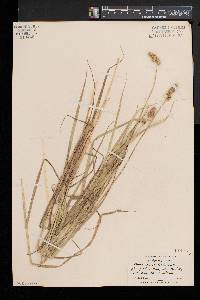 Carex cristatella image