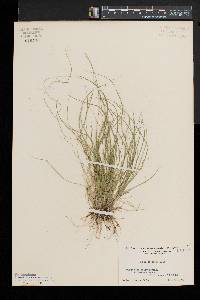 Carex disperma image