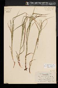 Carex debilis var. rudgei image