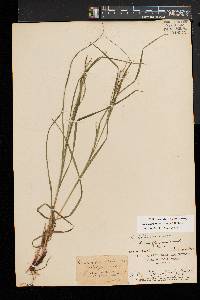 Carex debilis var. rudgei image