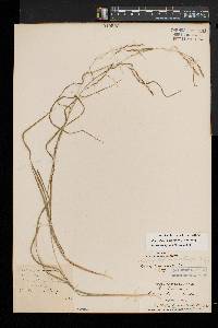 Carex debilis var. rudgei image