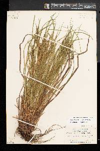 Carex debilis var. rudgei image