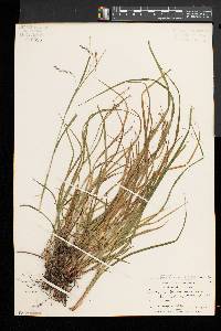 Carex debilis var. rudgei image