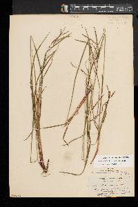 Carex debilis var. rudgei image