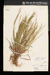 Carex debilis var. rudgei image