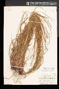 Carex debilis var. rudgei image