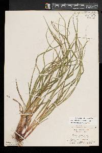 Carex debilis var. rudgei image